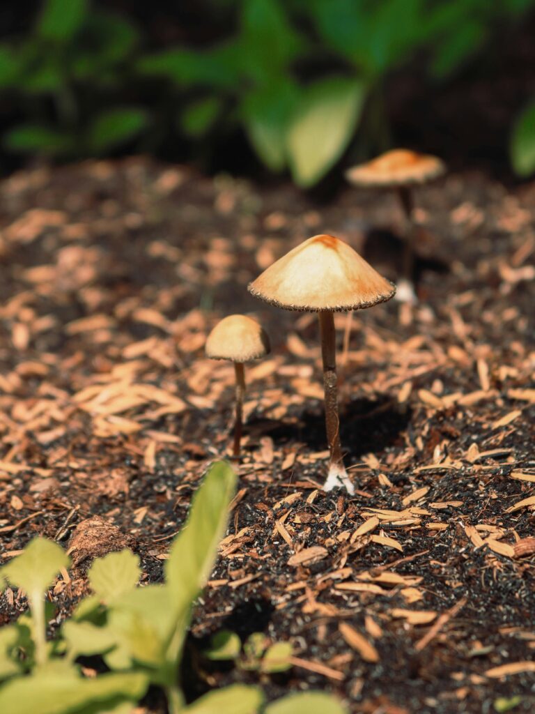 pexels-photo-4428661-4428661 Detailed view of small brown mushrooms growing on forest floor, surrounded by organic soil.